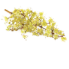 roll