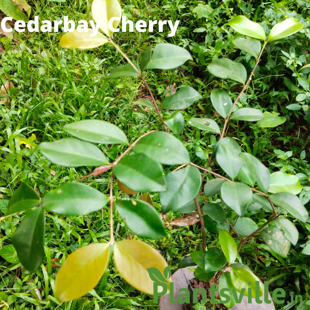 CEDAR BAY CHERRY