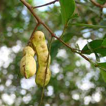 ICE CREAM BEANS / NGA LAURINA