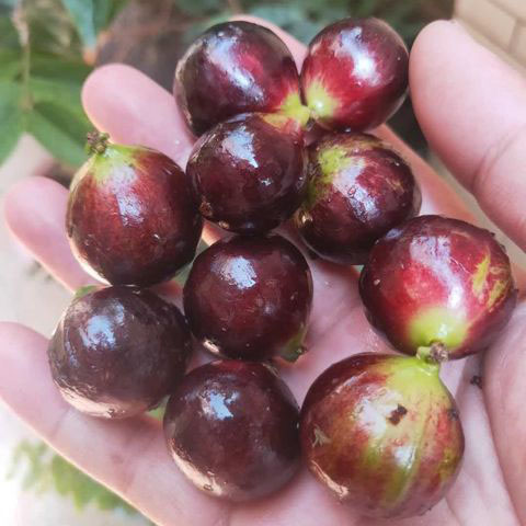BIG RED POUCH JABOTICABA LIVE PLANT