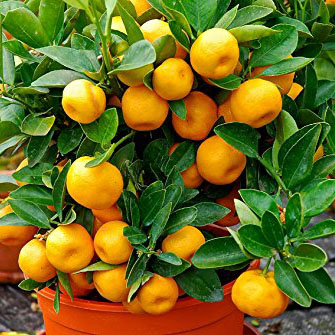 BUSH ORGNGE FRUIT PLANT