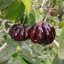 BLACK SURINAM CHERRY FRUIT PLANT