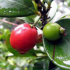 CEDAR BAY CHERRY