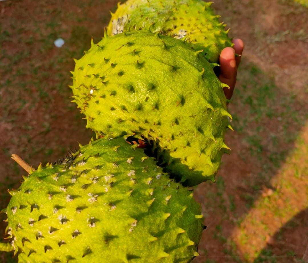 ORGANIC SOURSOP FRUIT  ( LAXMAN PHAL ) - 1 KG