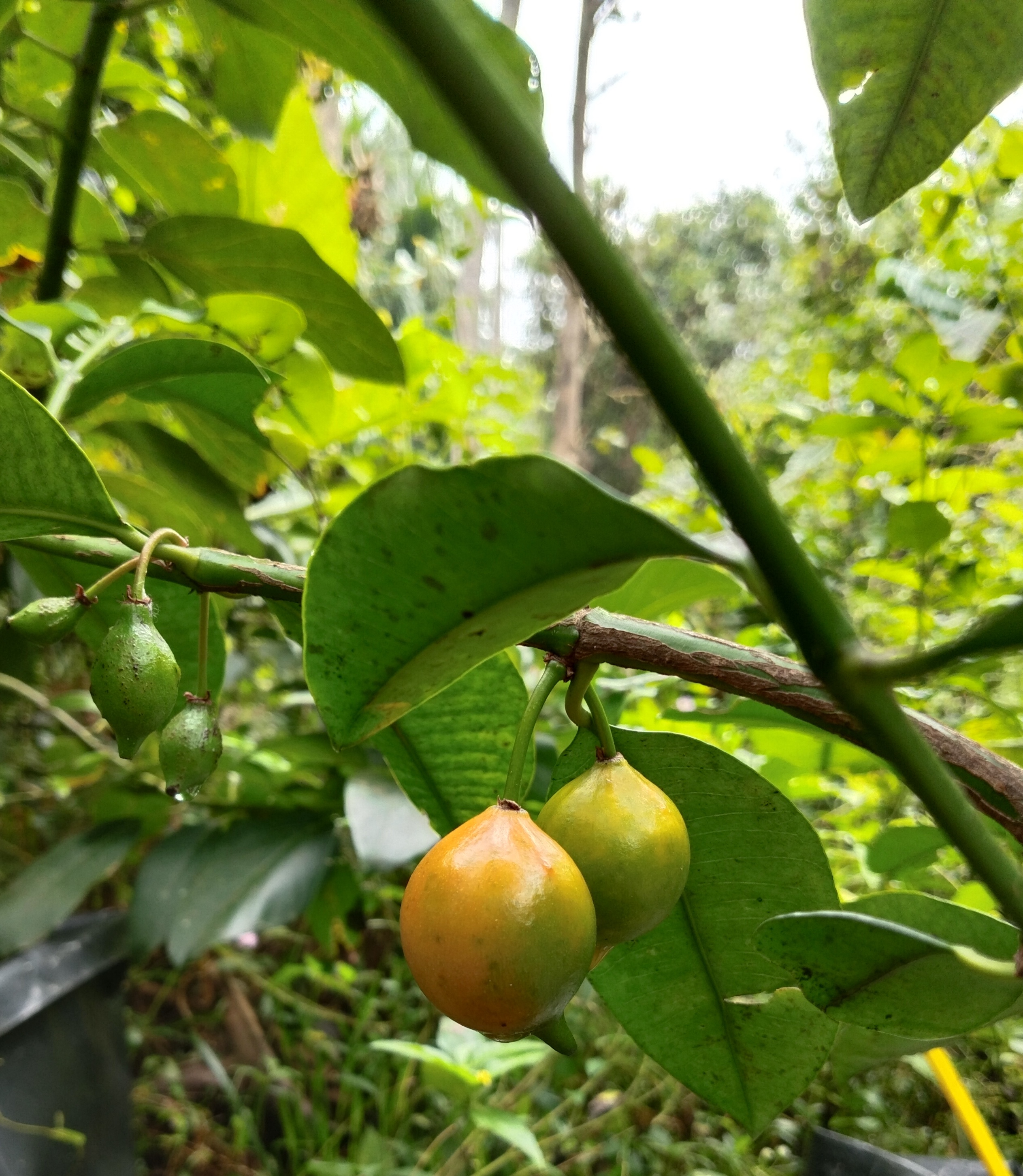 BACUPARI GRAFTED FRUIT PLANT