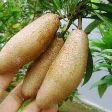 THAI BANANA SAPOTA
