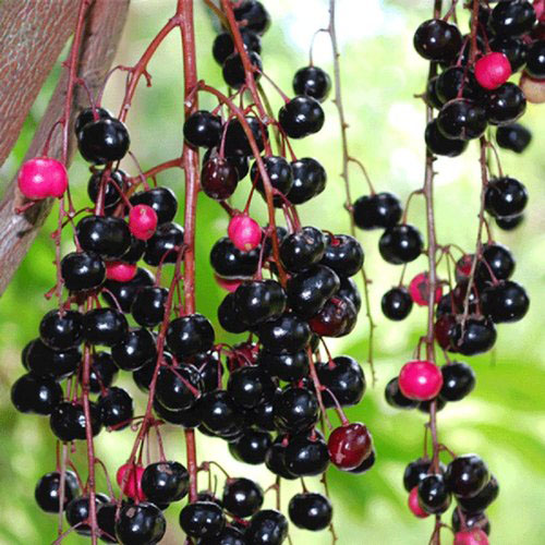 CHAMALIANG PLANT