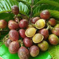 MATOA PLANT
